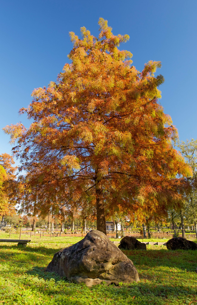 紅葉　水元公園