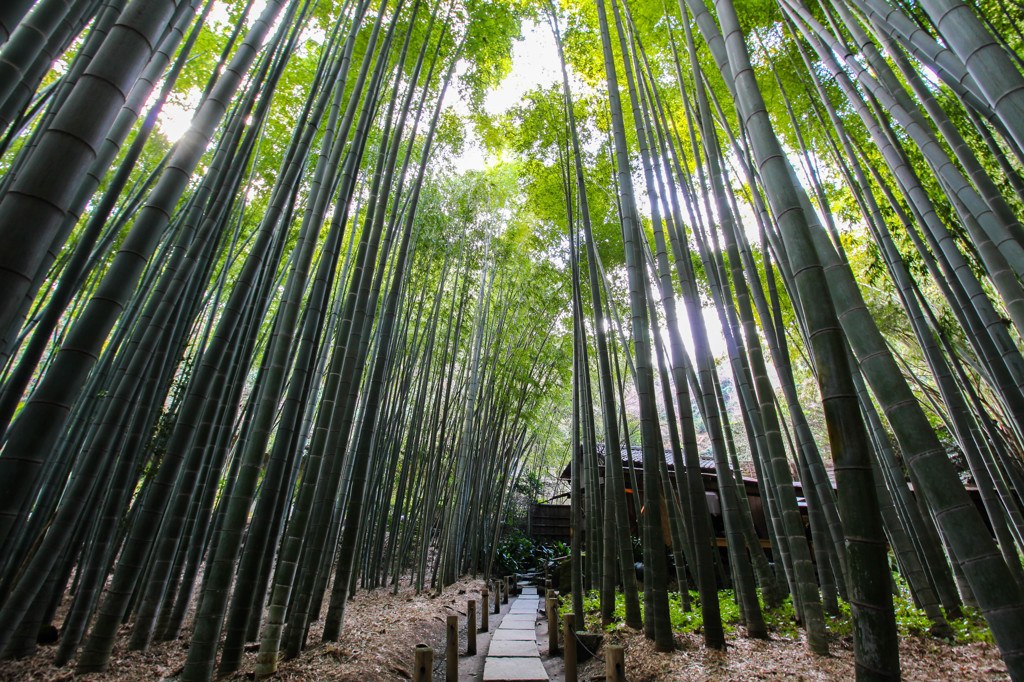 報国寺　竹林