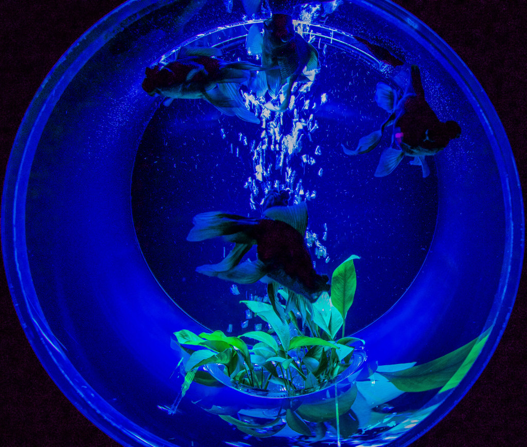 金魚の芸術