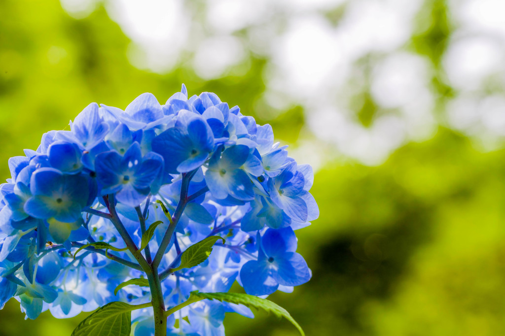 明月院 紫陽花