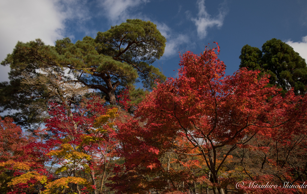 カラフルな紅葉