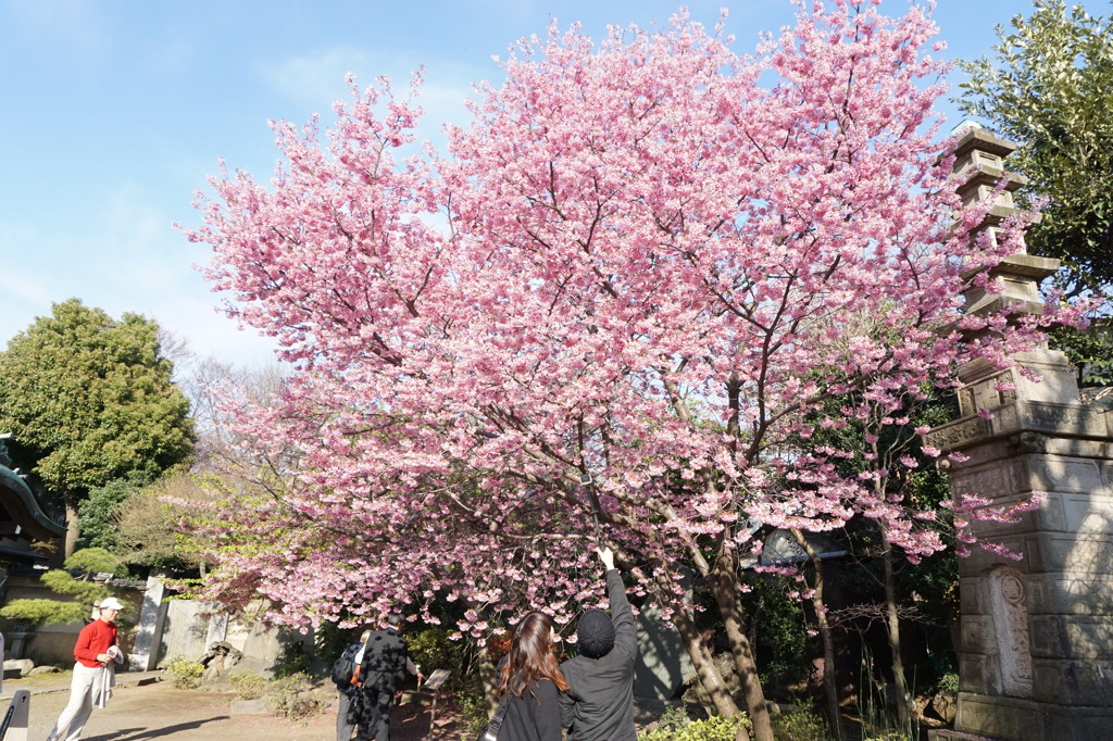 新井薬師の桜