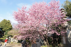 新井薬師の桜