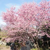 新井薬師の桜