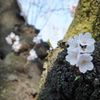 薬師公園の桜3