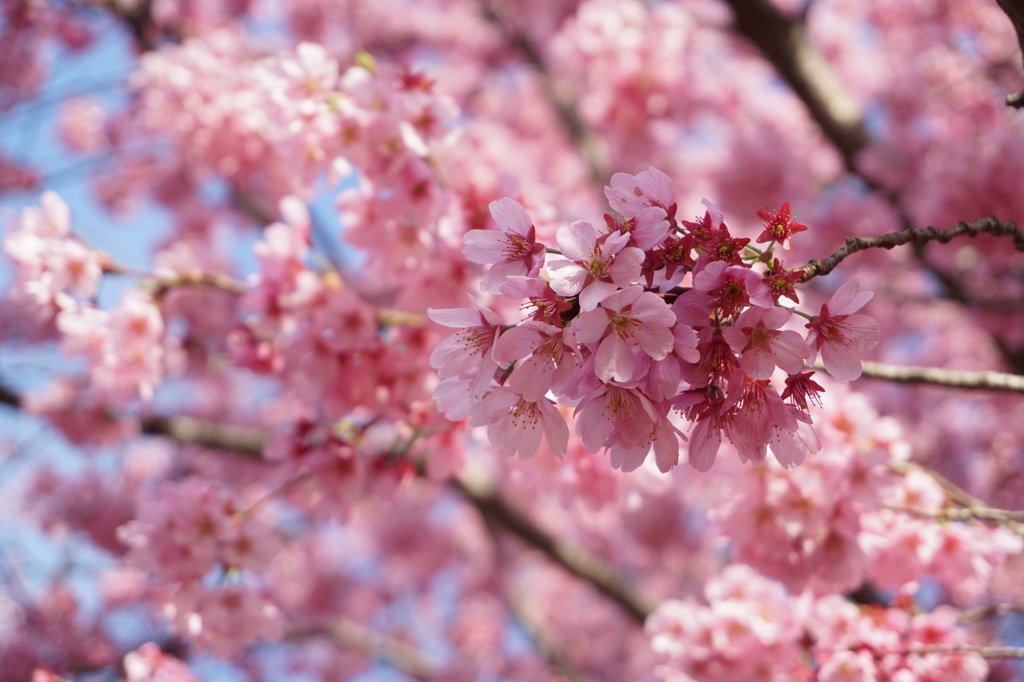 新井薬師の桜2