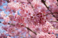 新井薬師の桜2