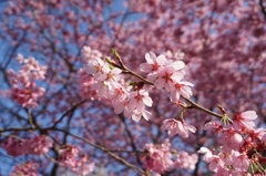 新井薬師の桜3