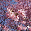 新井薬師の桜3