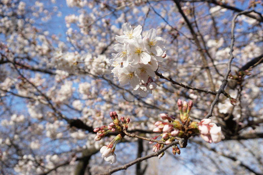 薬師公園の桜
