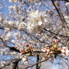 薬師公園の桜