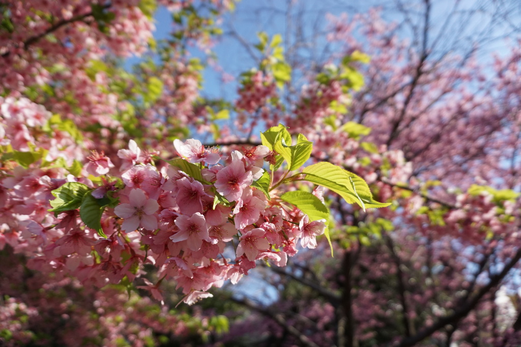 葉桜