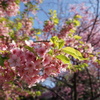 葉桜