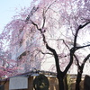 枝垂桜