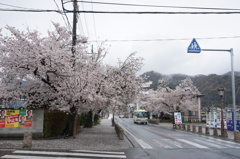 長瀞の桜