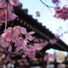 山門と桜