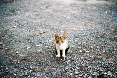 ジャリ道の子猫