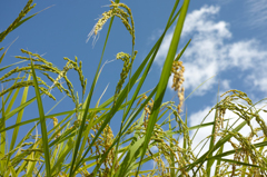 rice