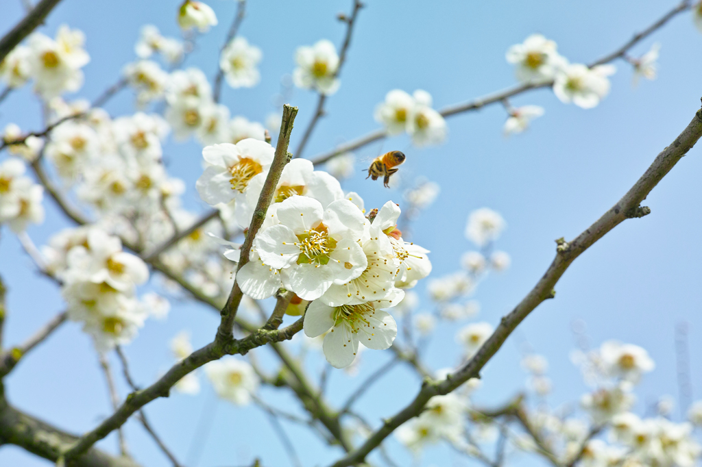 梅と蜜蜂