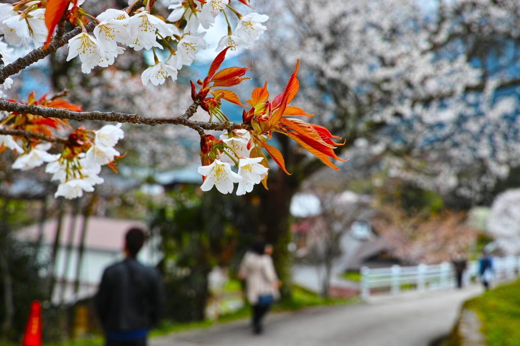 wild cherry blossoms