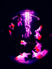 art aquarium