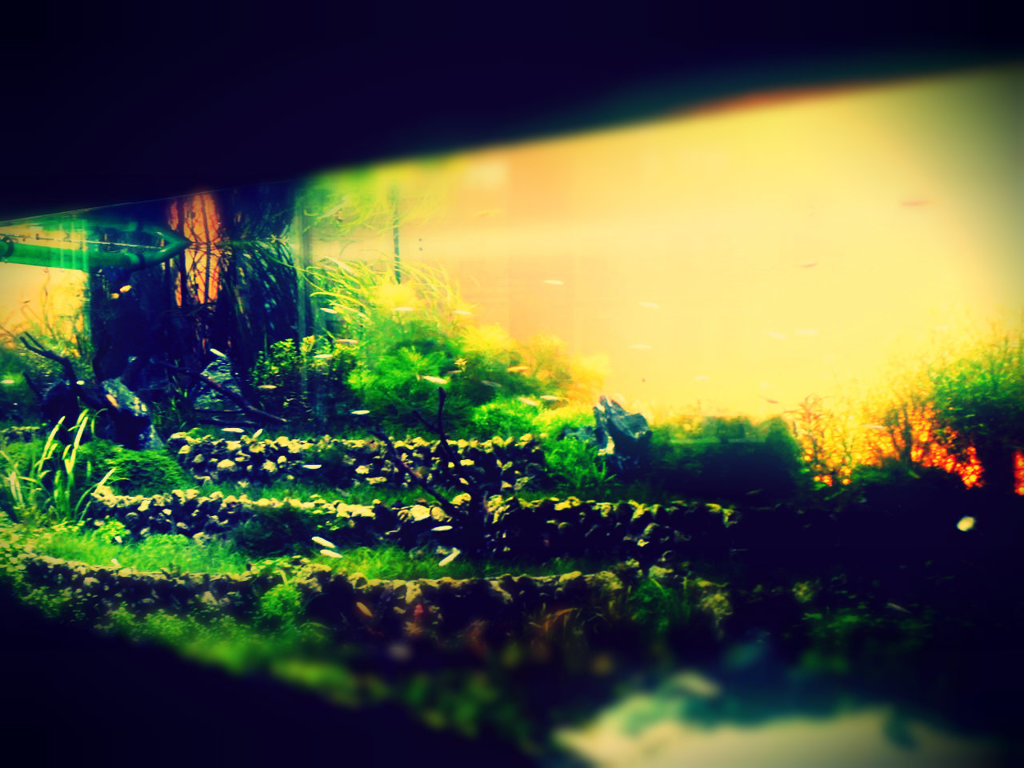 art aquarium