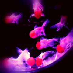 art aquarium