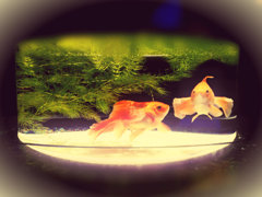 art aquarium