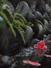 雨に打たれて