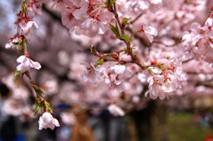 高遠城趾公園の桜