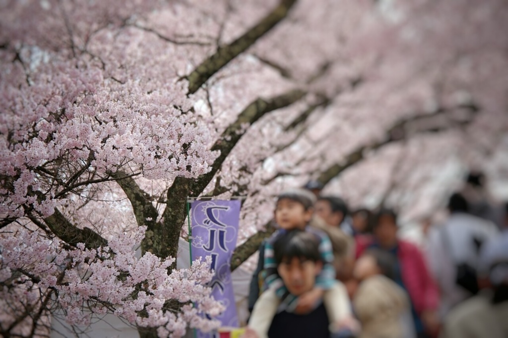 高遠桜