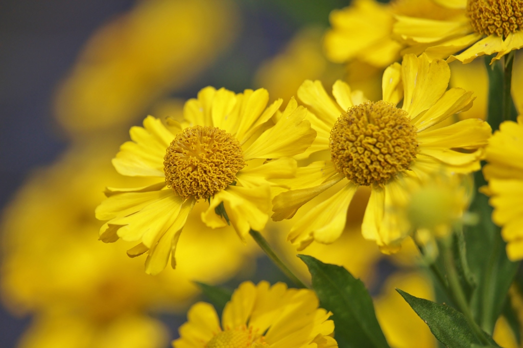 yellow！