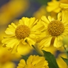 yellow！