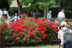 薔薇撮りカメラマン＠横須賀ヴェルニー公園