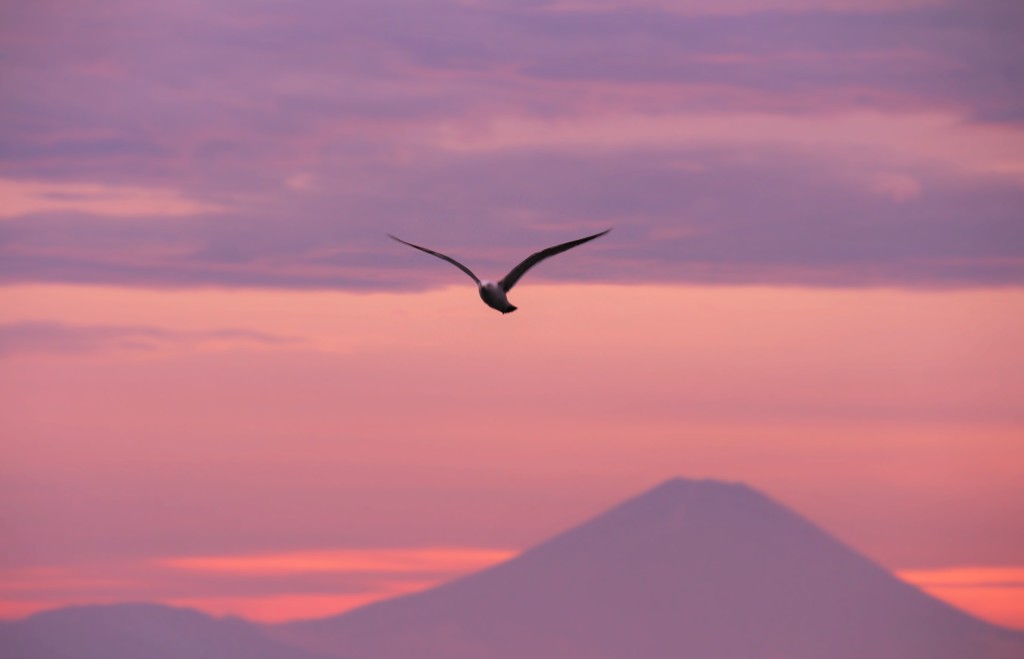 富士山とカモメ