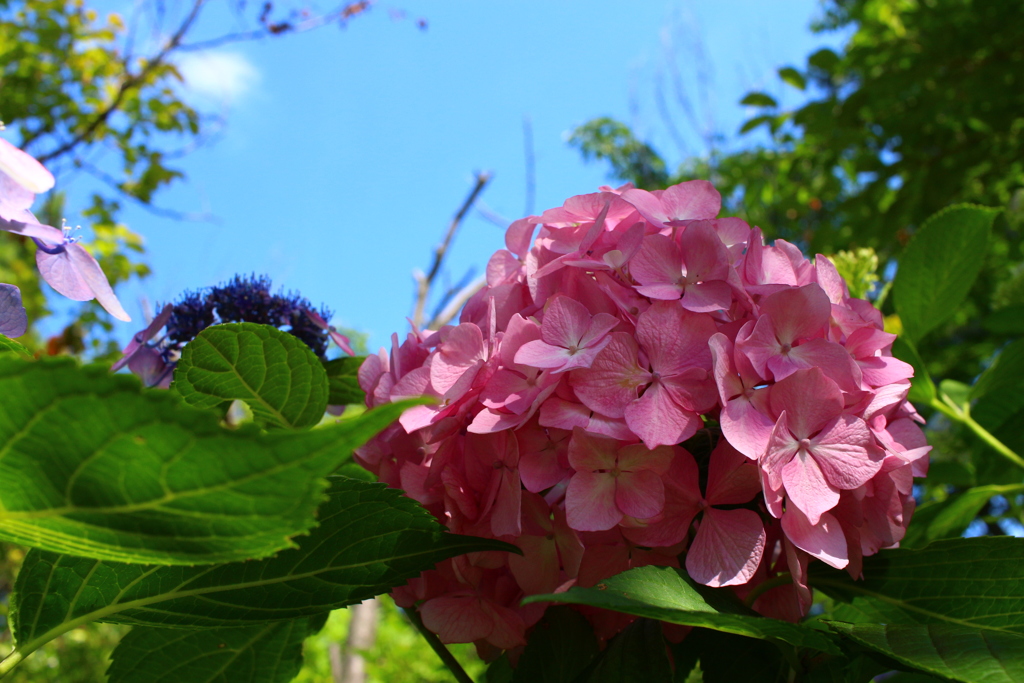 青空と紫陽花
