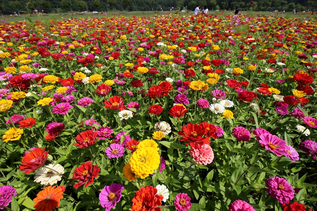 花いっぱい