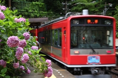 梅雨と紫陽花、そうだ箱根登山線に乗ろう！