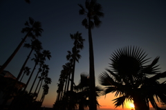 夕陽と椰子の木ロード