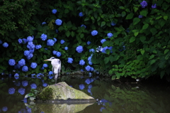 紫陽花のスポットライトをあびて