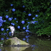 紫陽花のスポットライトをあびて