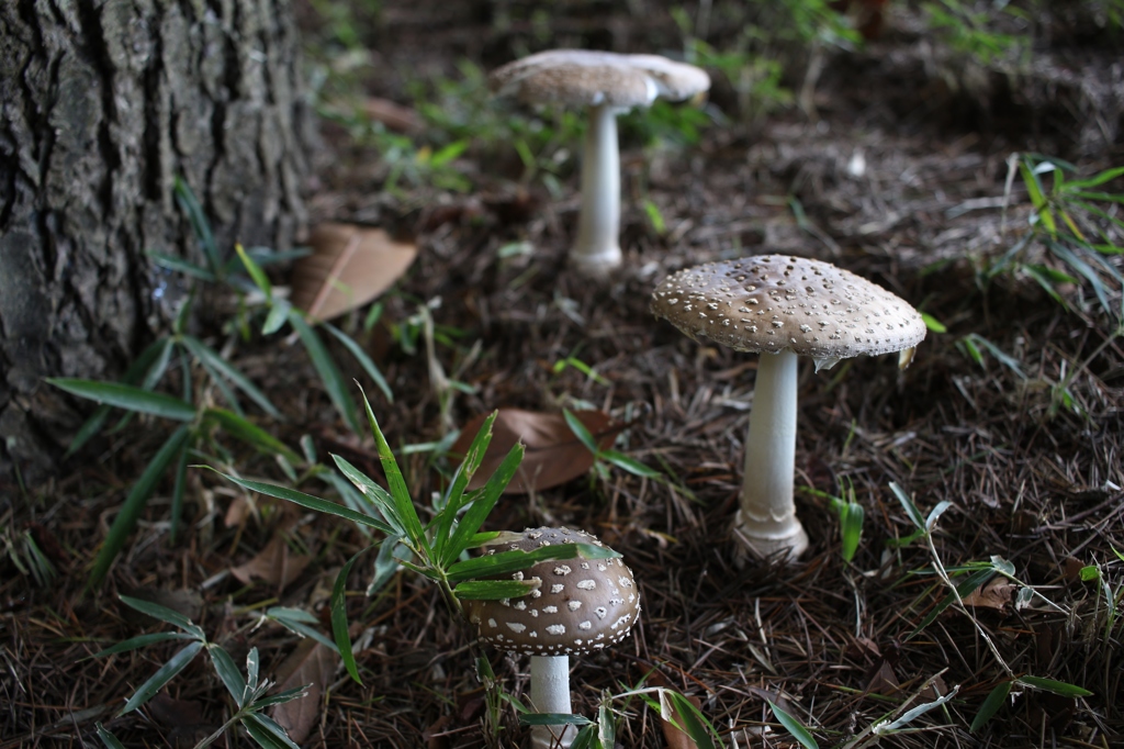 ゴルフ場のキノコは嫌い(爆)