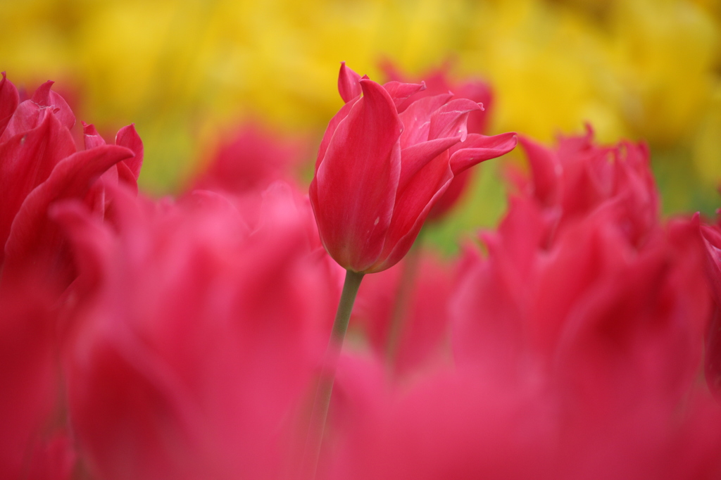 red ＆ yellow