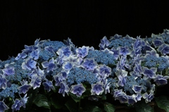 青～い紫陽花