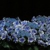 青～い紫陽花