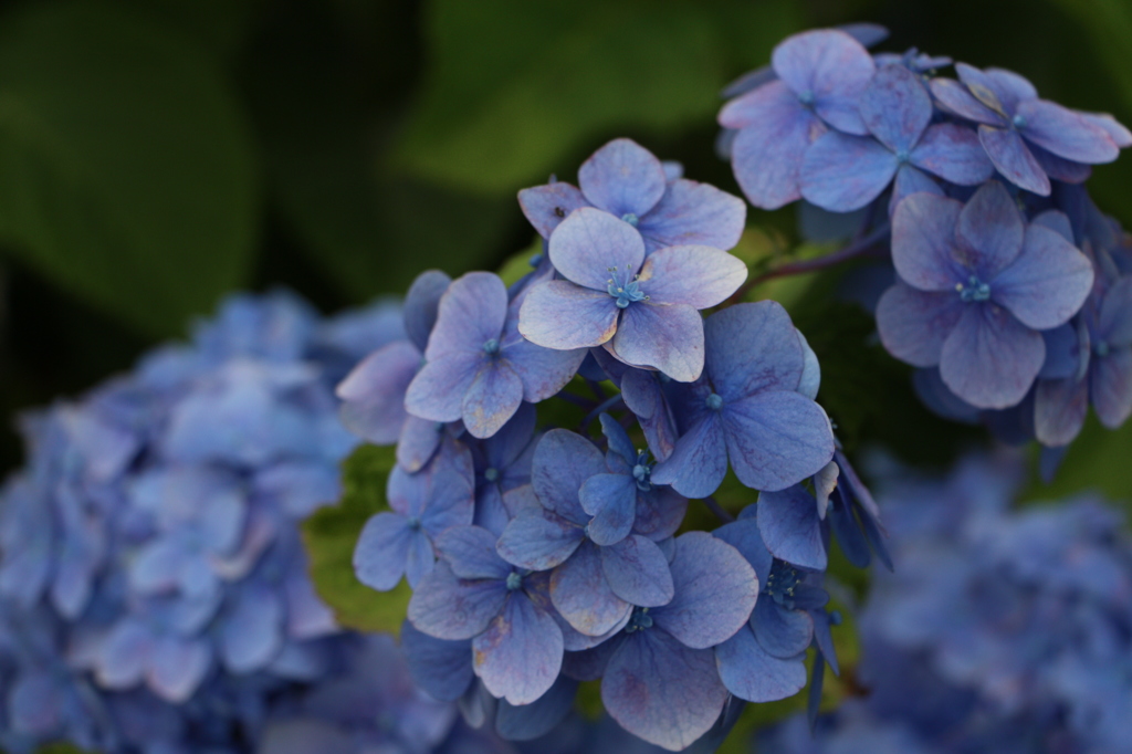 旬な花_紫陽花