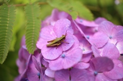 紫陽花でひと休み