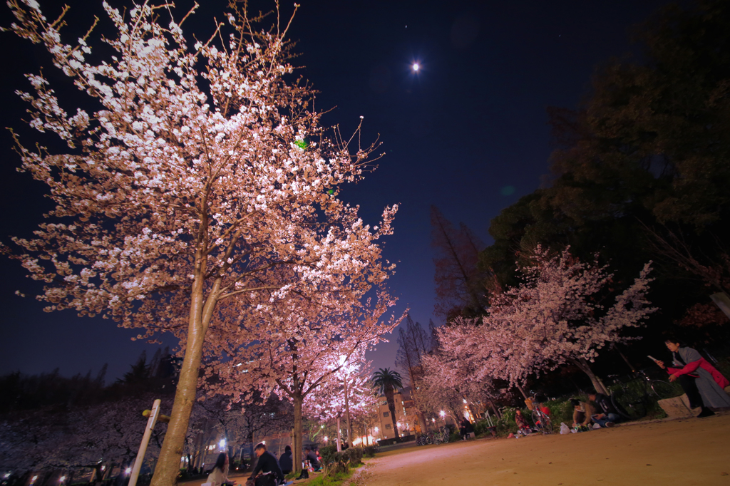 うつぼ公園の夜桜#2