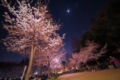 うつぼ公園の夜桜#2