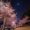 うつぼ公園の夜桜#2